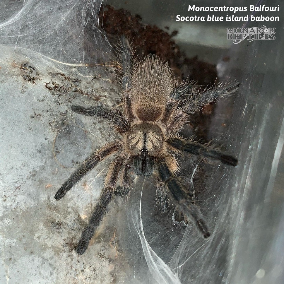 Monocentropus Balfouri  - Socotra Blue Island Baboon  1/2'' (Old World)