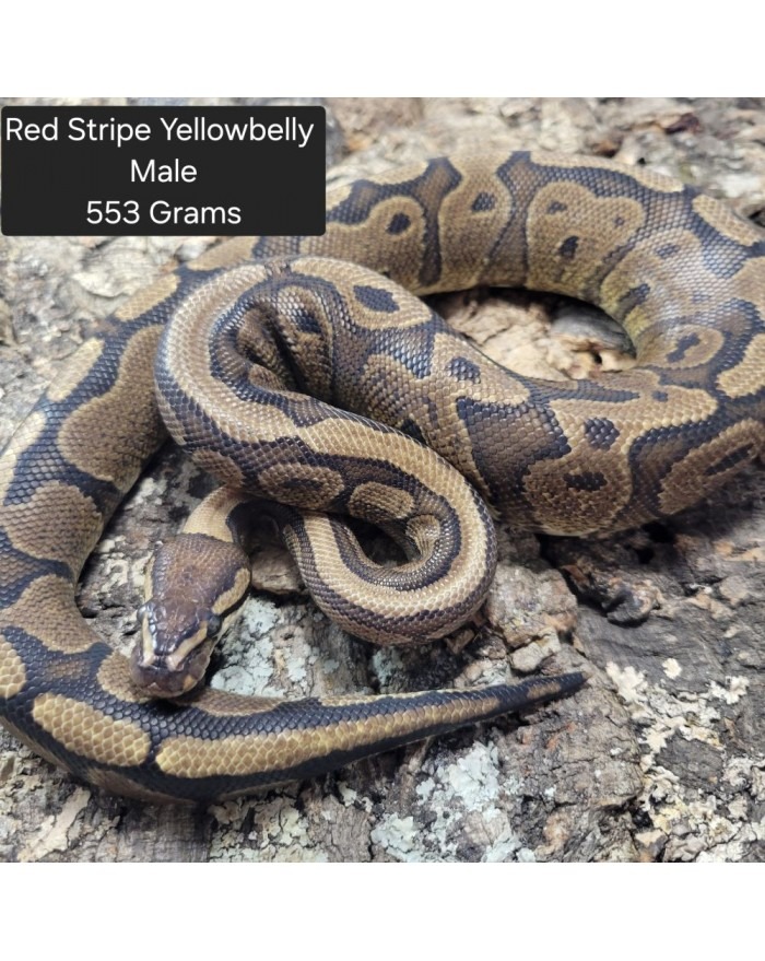 Ball Python - Red Stripe Yellowbelly- Male