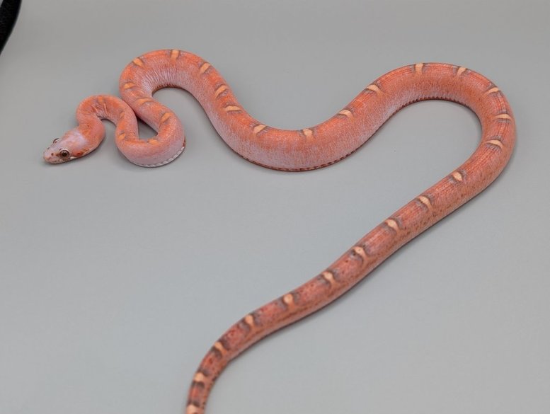 Cornsnake - Scaleless Blood Piedside - Male No. 2