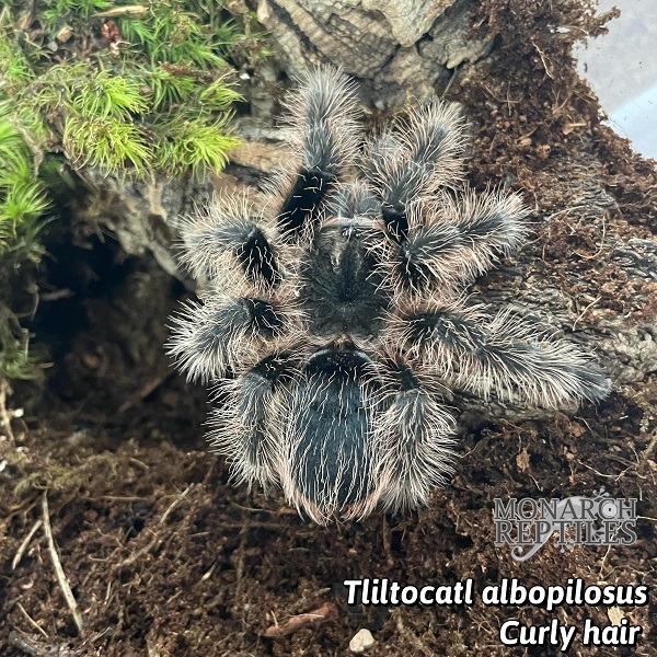 Tliltocatl Albopilosus - Curly Hair  5'' (New World)