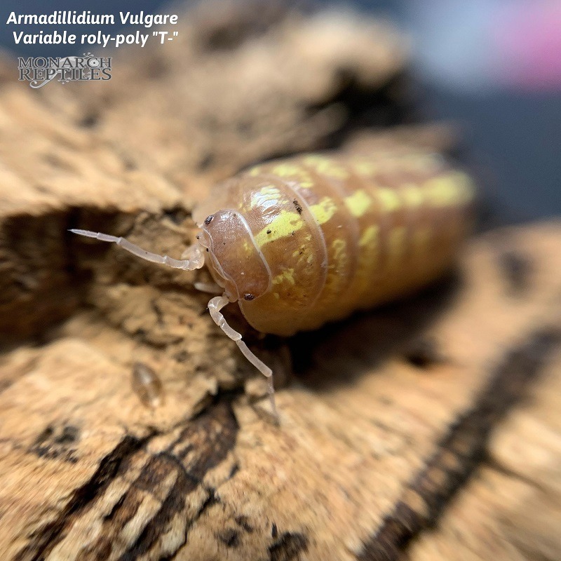Isopods - Armadillidium  Vulgare Albino Tangerine