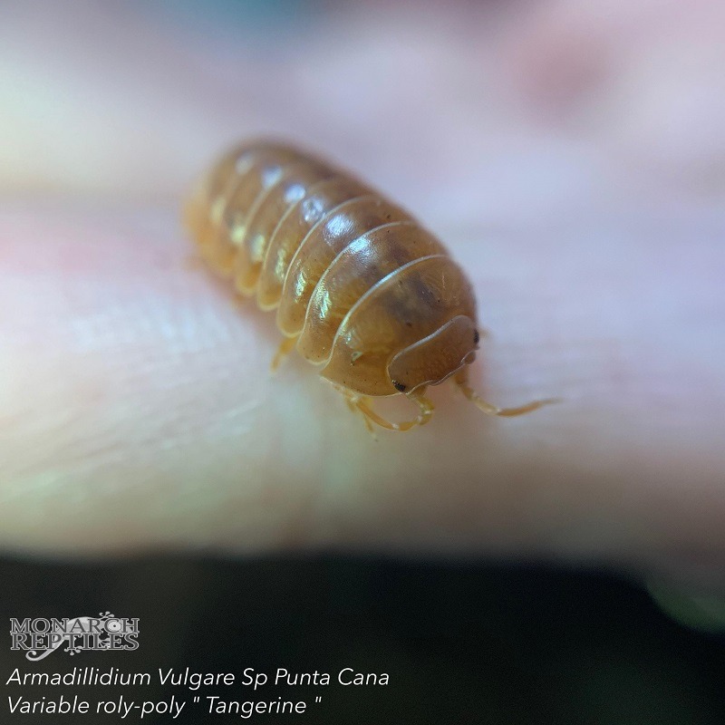 Isopods - Armadillidium Vulgare Albino sp  Tangerine +