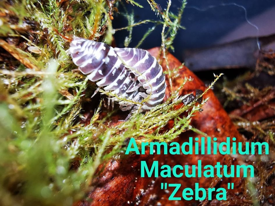 Isopods - Armadilidium Maculatum - Zebra