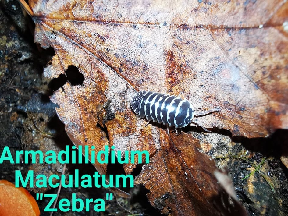 Isopods - Armadilidium Maculatum - Zebra