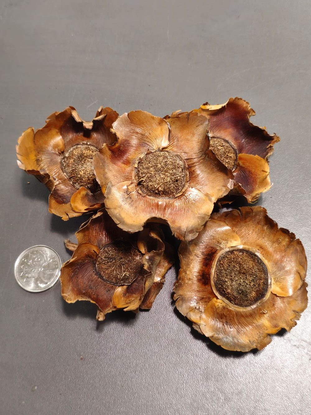 La Swamp Bioactive - Coconut Petals (x5)