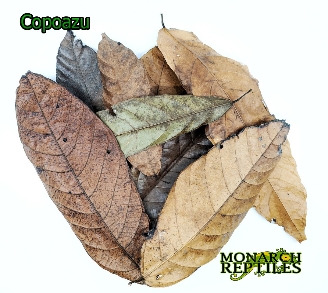 Copoazu Leaves