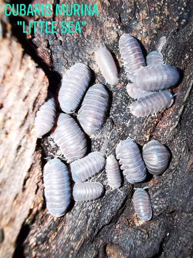Isopods - Cubaris  Murina sp Little Sea
