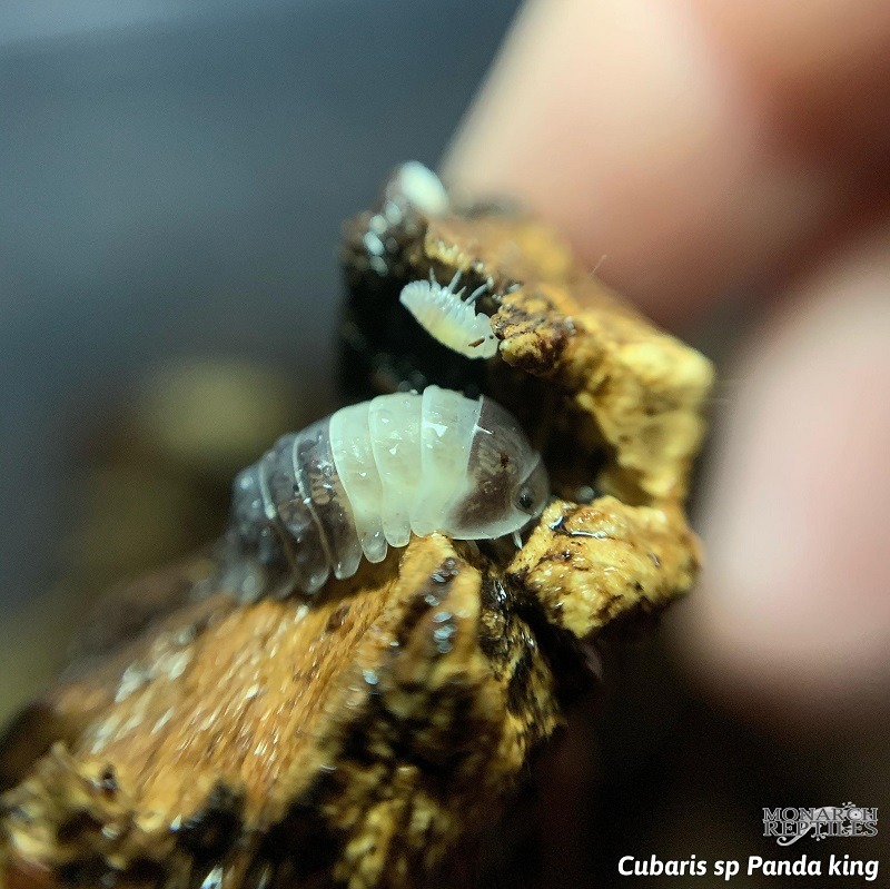 Isopods - Cubaris sp Panda King