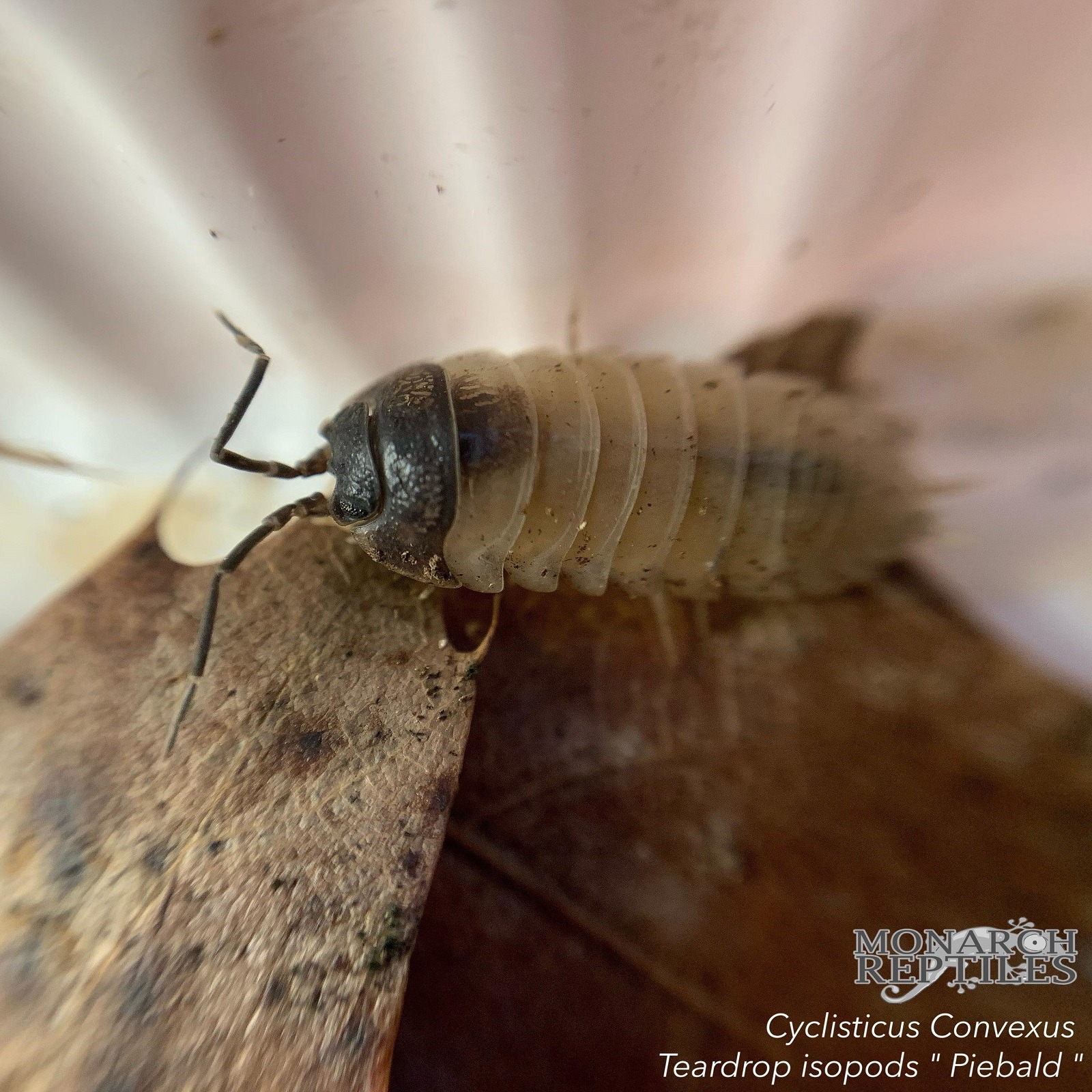 Isopods - Cyclisticus Convexus Teardrop "Piebald