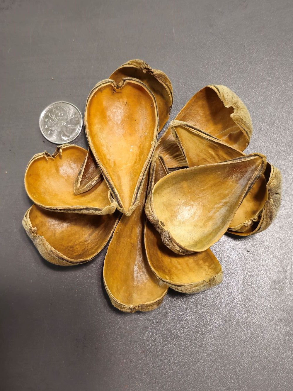 La Swamp Bioactive - Dragea Pods (x10)