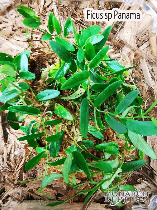 Ficus sp Panama