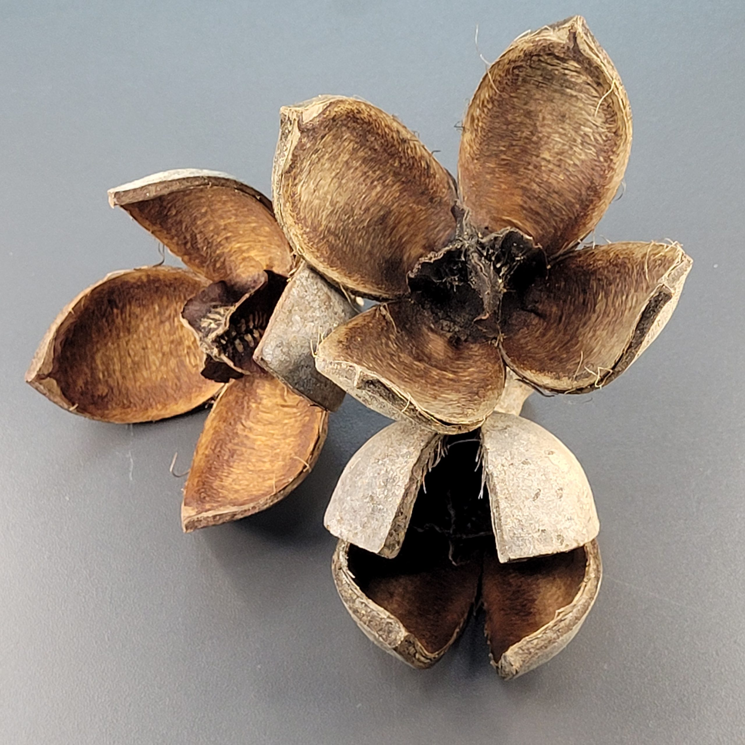 La Swamp Bioactive - Khaya Pods (x3)