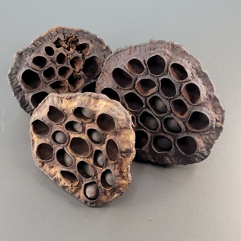 La Swamp Bioactive - Lotus Pods 3x