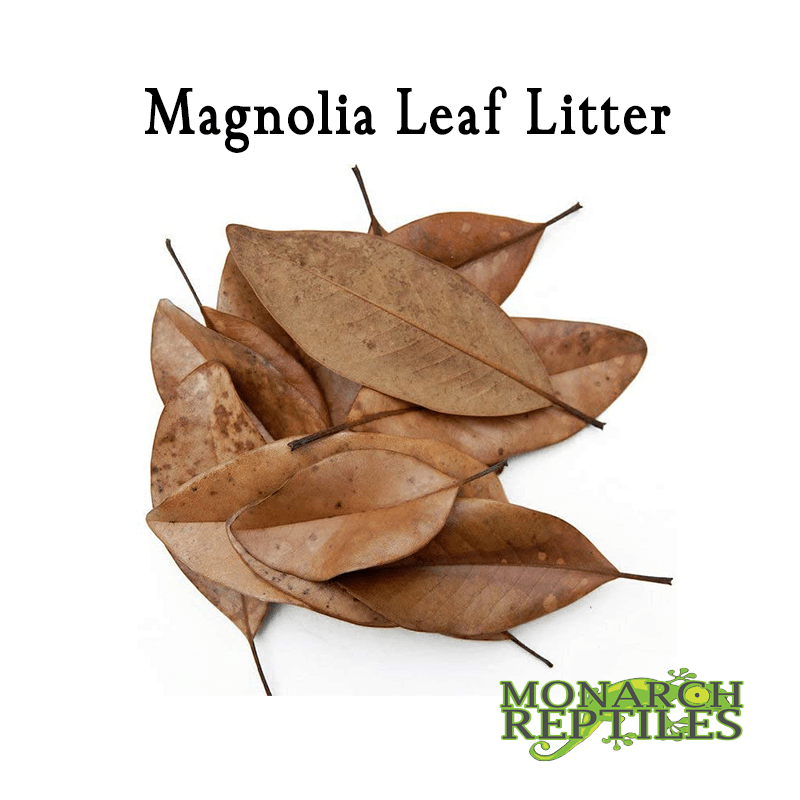 Magnolia Leaf Litter
