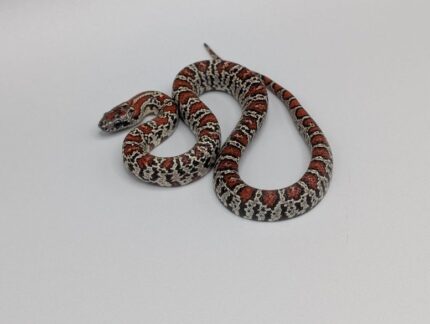Kingsnake - Mex Mex Granite - Male No.2