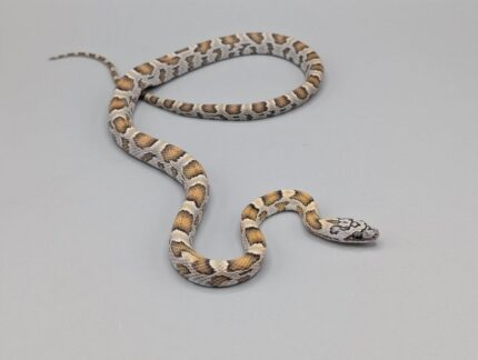 Cornsnake - Miami Honey - Female No. 3
