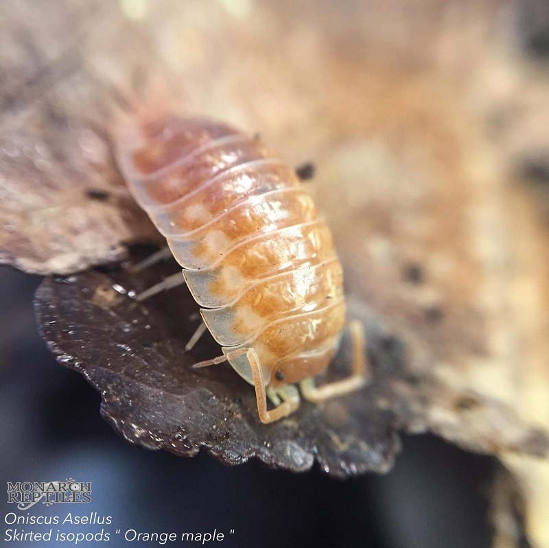 Isopods - Oniscus Asellus - Maple Albino