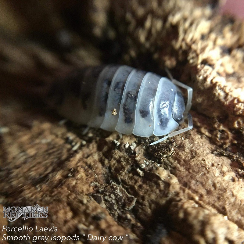 Isopods -  Porcellio Laevis - Dairy Cow