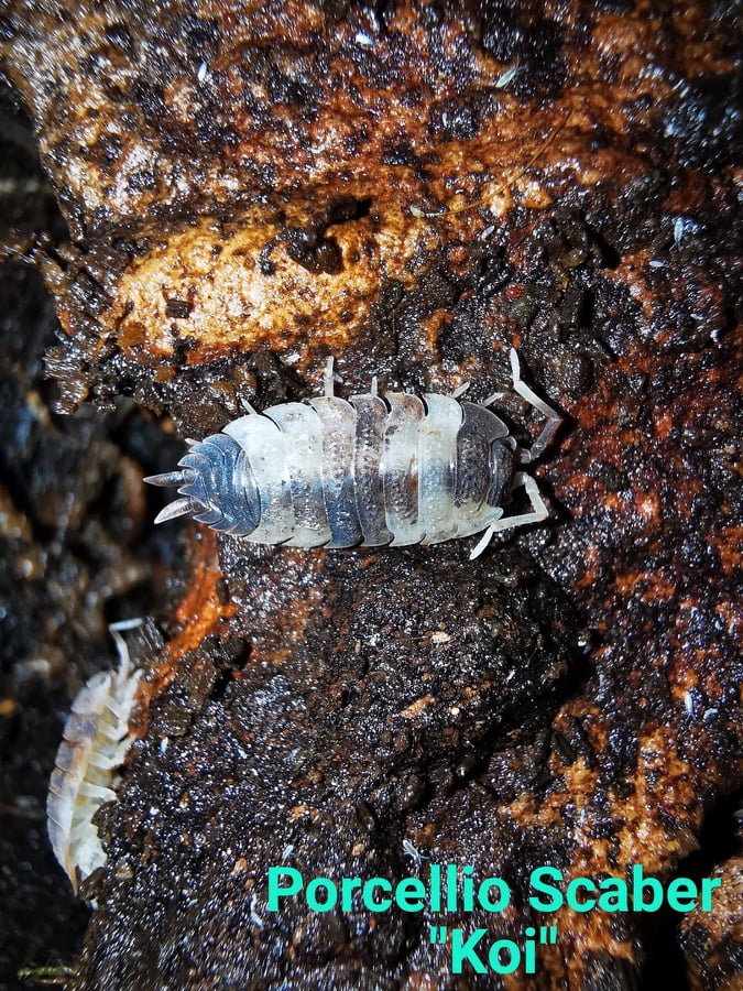 Isopods -  Porcellio Scaber - Koi
