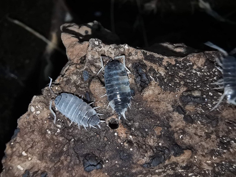 isopods -  Porcellionides Prinosus -Oreo Crumble