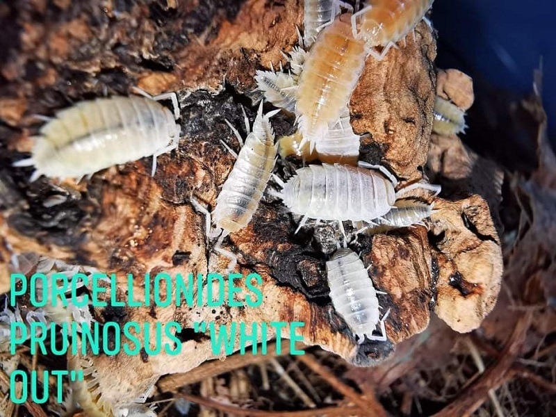 isopods -  Porcellionides Prinosus - White-Out