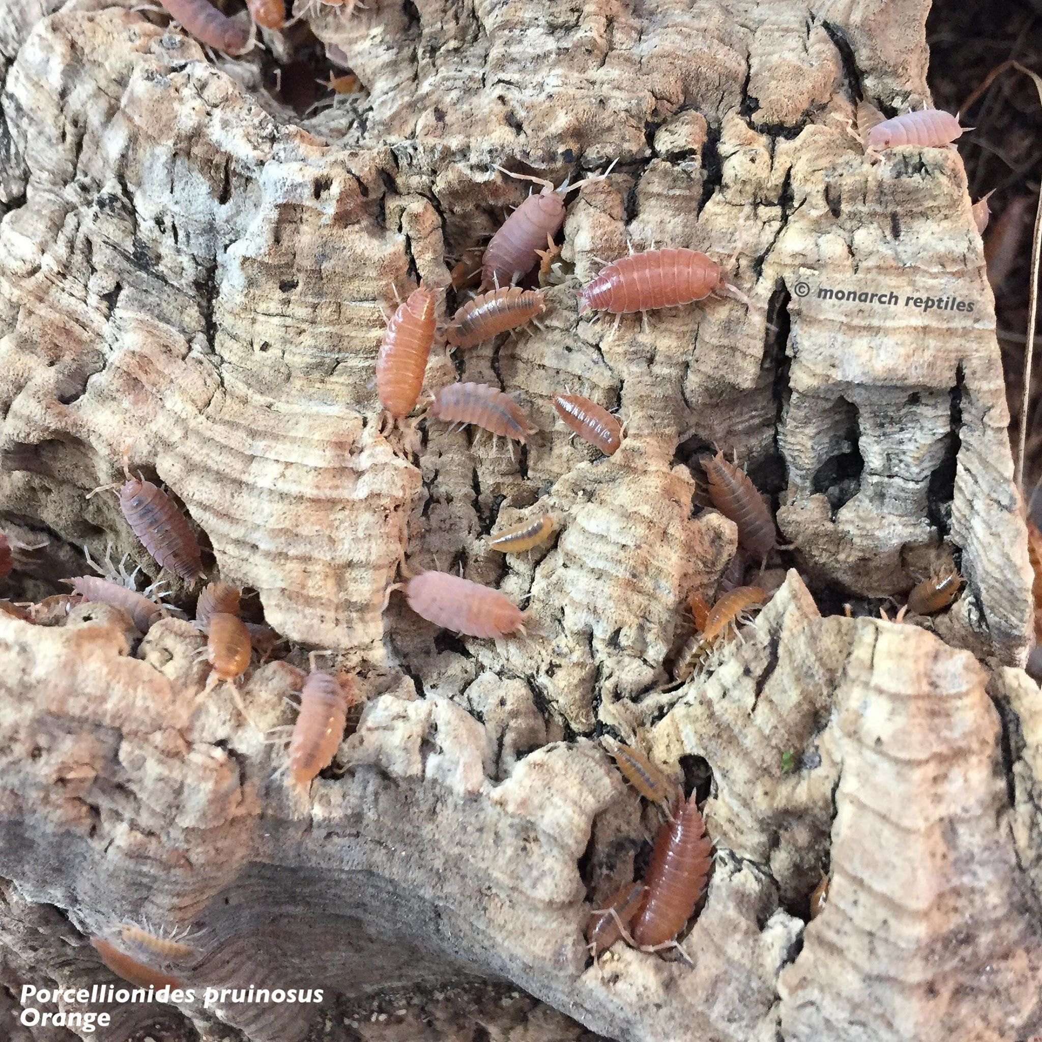 isopods -  Porcellionides Pruinosus - Powder Orange
