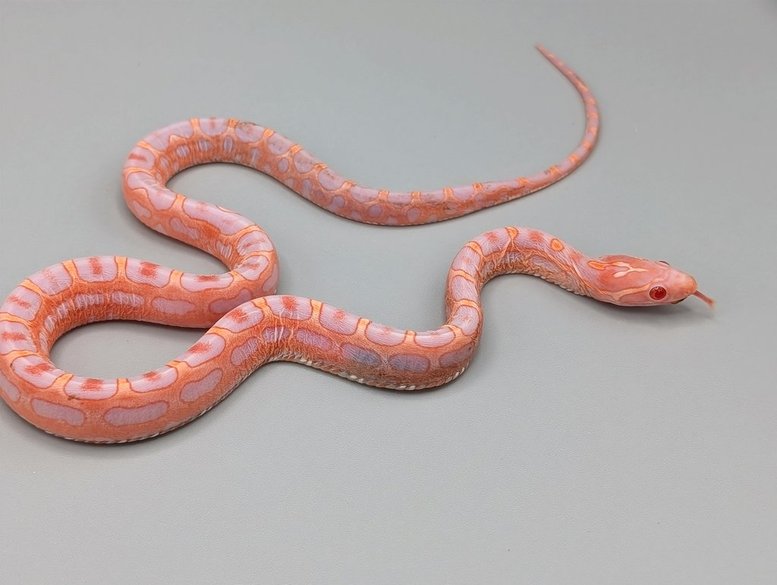 Cornsnake - Scaleless Reverse Okeetee - Female No. 1 - 2025