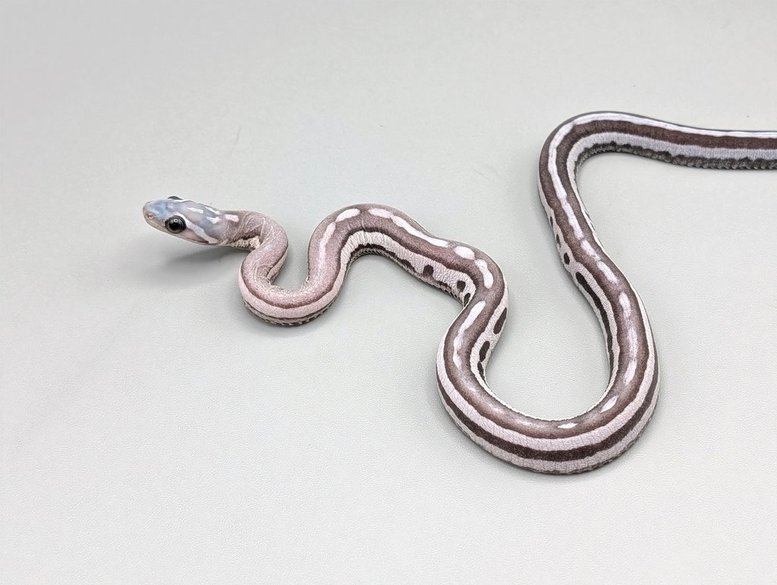 Cornsnake - Scaleless Tessera Anery - Male No. 2 - 2025