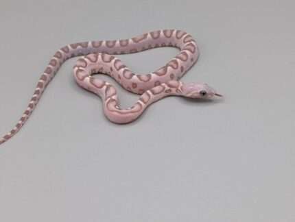 Cornsnake - Scaleless Ghost - Male No.1
