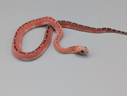 Cornsnake - Scaleless Blood Piedsided - Female
