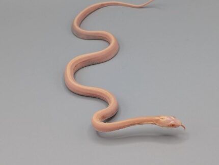 Cornsnake - Scaleless Butter Tessera Stripe - Male
