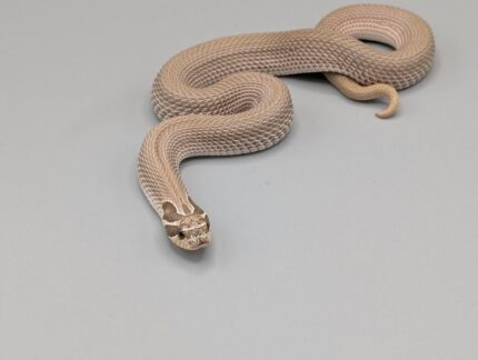 Hognose - Super Conda het Toffee Albino - Female No.1