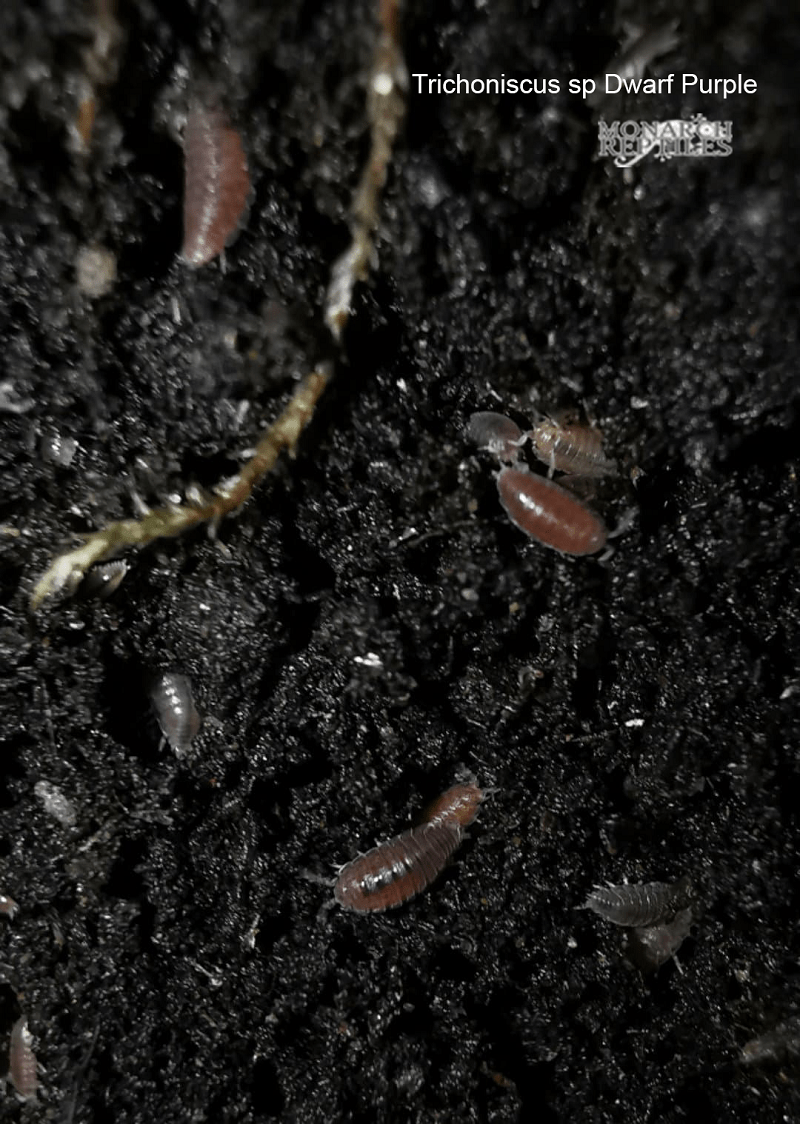 Isopods -Trichorhina sp Dwarf Purple