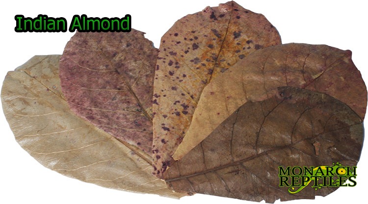 Indian Almond Leaves
