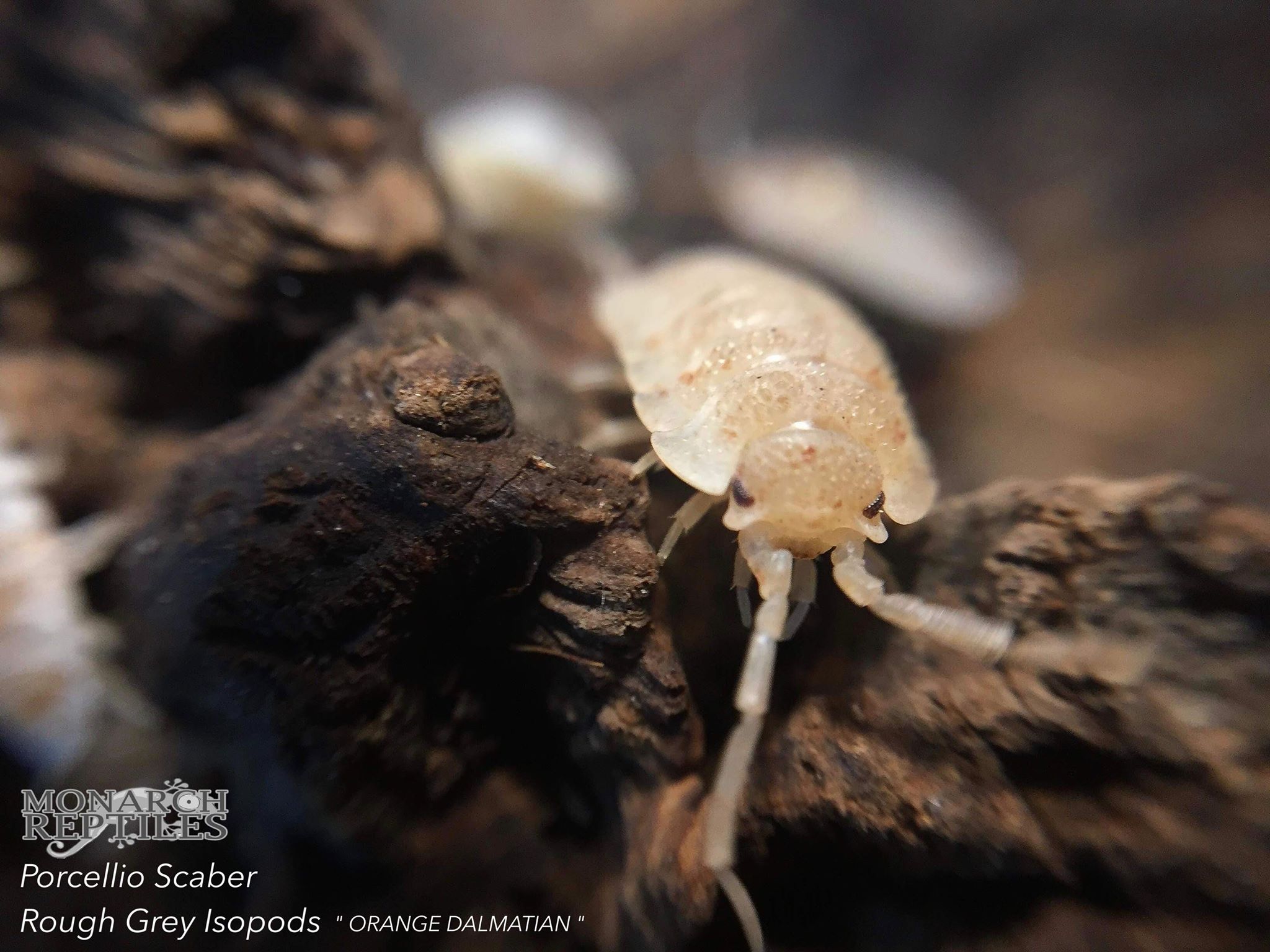 Isopods - Porcellio Scaber sp  Orange Dalmatian  (Porcellio Scaber)