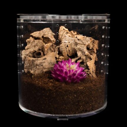 Tarantula Cribs - 360 - 4-Inch Fossorial Enclosure