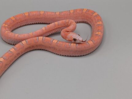 Cornsnake - Scaleless Blood Piedside - Male No. 2