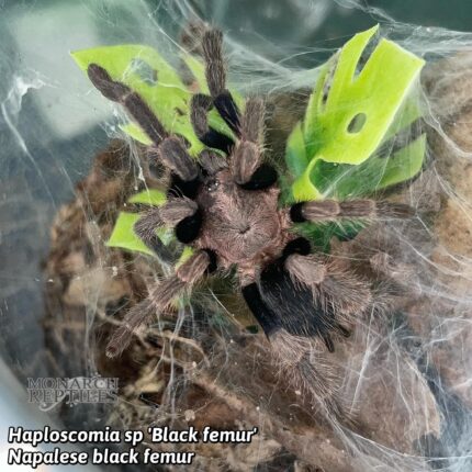 Haplocosmia sp. Black Femur- Napalese Black Femur 2.5'' (Old World)