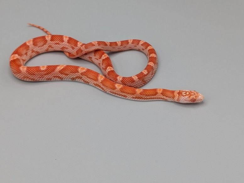 Cornsnake - Miami Candycane Sunkissed Het Caramel- Female