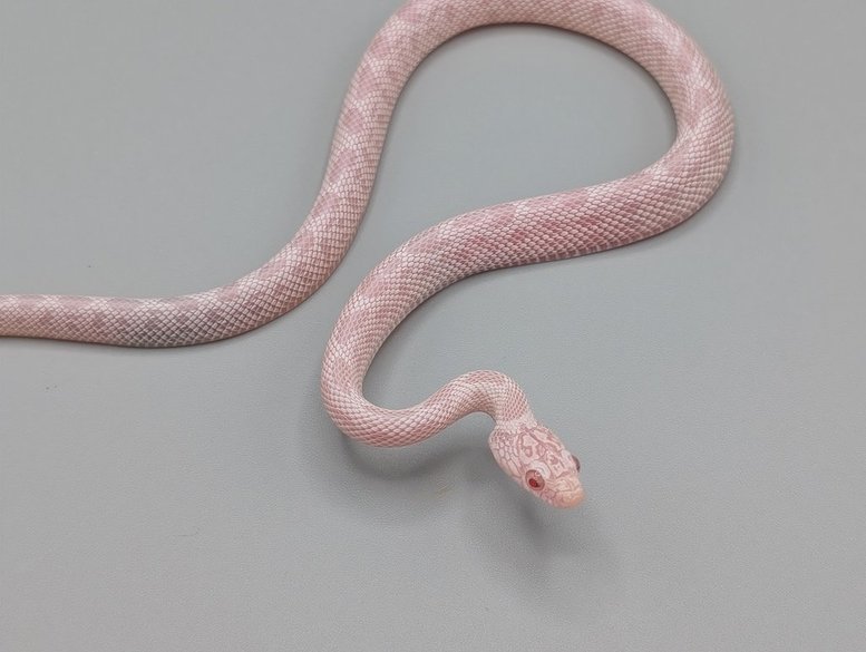 Cornsnake - Miami Peppermint Sunkissed - Male