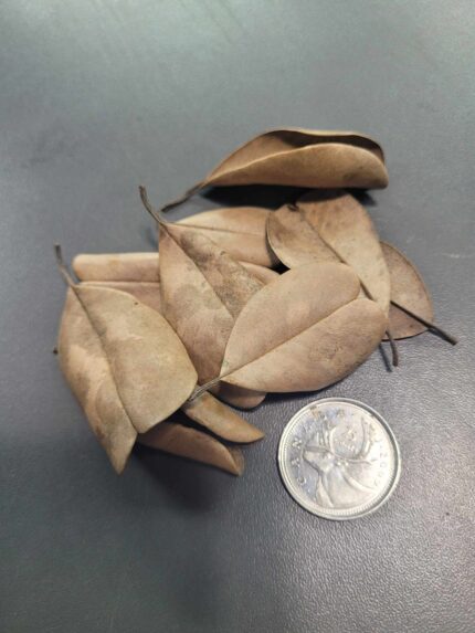 La Swamp Bioactive - Palu Leaves 1.5oz