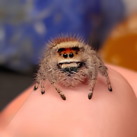 Phidippus Regius - Dragon's Breath Regal Jumping Spider - CB