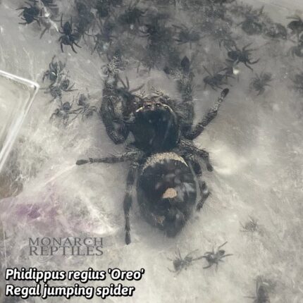 Phidippus Regius - Oreo - Regal Jumping Spider - Oreo - CB