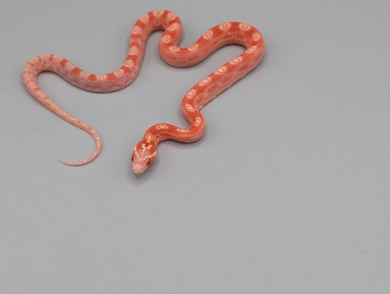 Cornsnake - Scaleless Albino - Female
