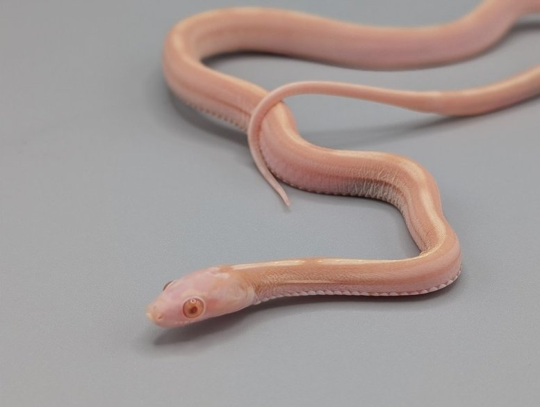 Cornsnake - Scaleless Butter Tessera Stripe - Female