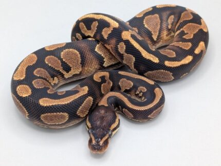 Ball Python - Yellowbelly - Female