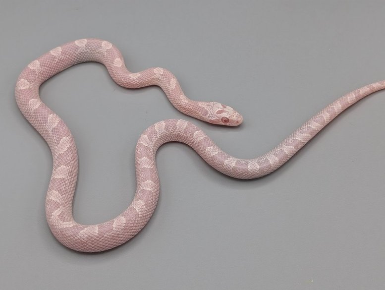 Cornsnake - Granite Albino Piedsided het Scaleless - Female No. 2