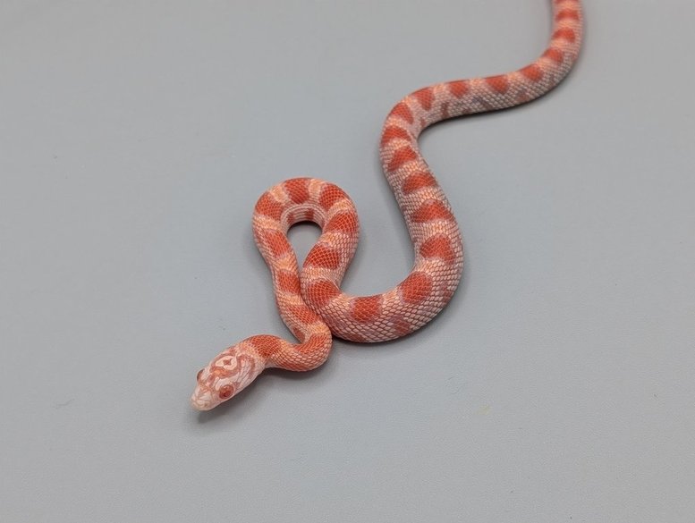 Cornsnake - Miami Candycane Sunkissed - Male