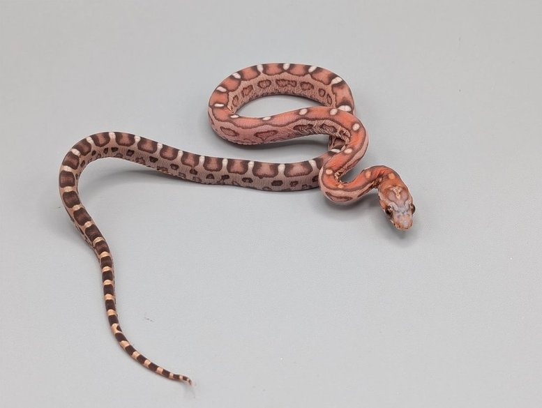 Cornsnake - Scaleless Possible Het Palmetto - Male