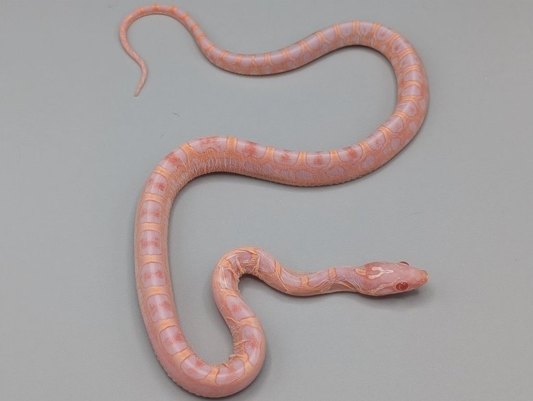 Cornsnake - Scaleless Reverse Okeetee - Male No.2